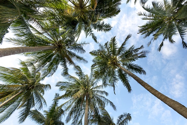 棕榈树 椰子树 热带 - 上的免费照片