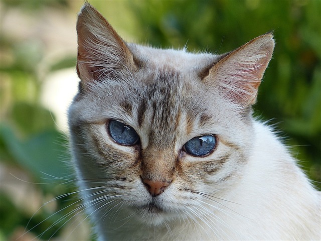 猫 猫科动物 小胡子 - 上的免费照片