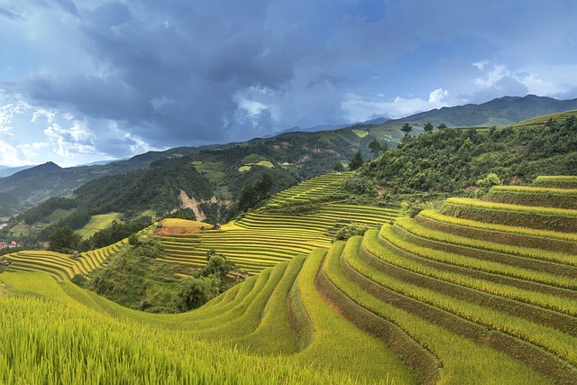越南 米 场地 - 上的免费照片