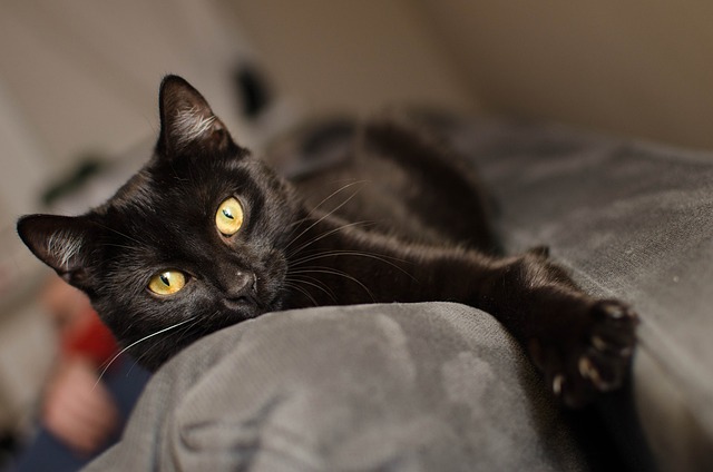 猫 黑猫 金色的眼睛 - 上的免费照片