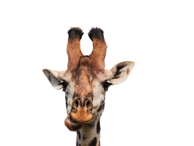 长颈鹿 头 孤立 - 上的免费照片