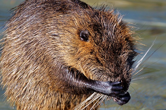 海狸鼠 啮齿动物 水鼠 - 上的免费照片