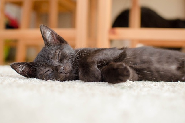 猫 黑猫 休息 - 上的免费照片