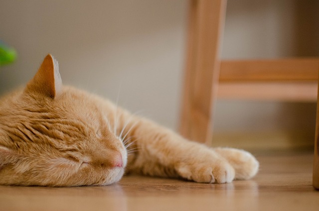 猫 红猫 休息 - 上的免费照片