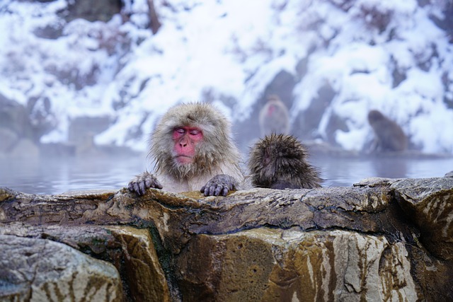 长野县 猴 温泉 - 上的免费照片