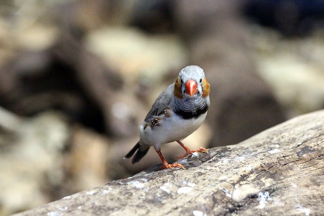 Finch Taeniopygia Guttata Amadina - 上的免费照片