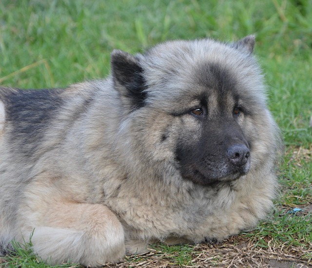 狗 狗Eurasier 狗床 - 上的免费照片