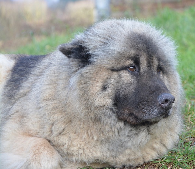 狗 狗Eurasier 犬类 - 上的免费照片