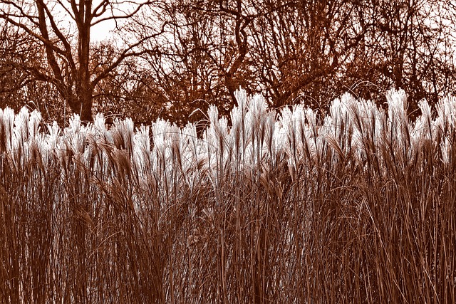 潘帕斯草 Cortaderia Selloana 羽 - 上的免费照片