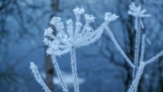 霜 冬季 雪 - 上的免费照片