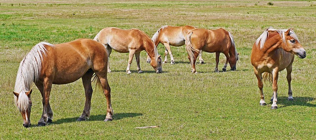 Haflinger 马匹 浅褐色 - 上的免费照片