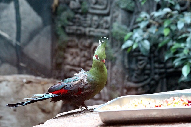 几内亚Turaco Tauraco Persa 鸟 - 上的免费照片