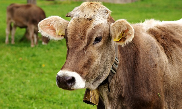 奶牛 阿尔高 反刍动物 - 上的免费照片