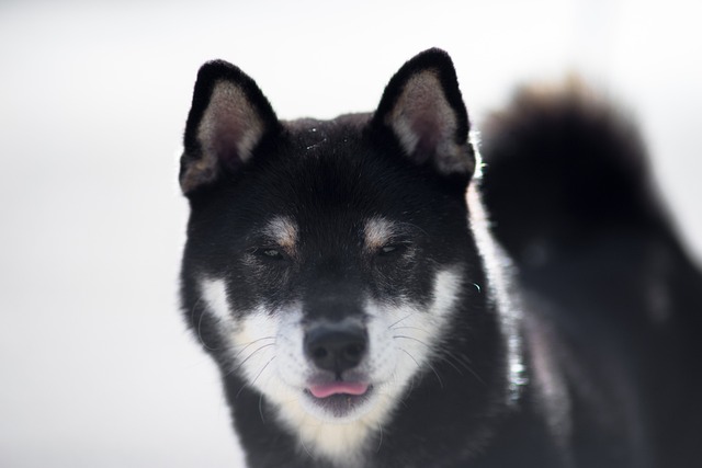 柴犬 黑芝 可爱的 - 上的免费照片