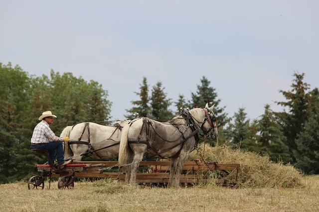 马匹 牛仔 农民 - 上的免费照片