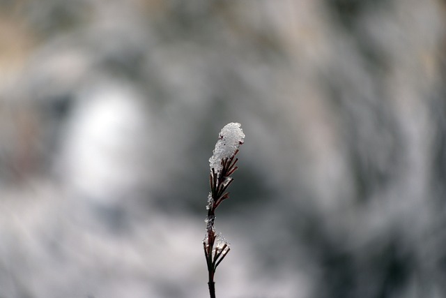 自然 冬天 雪 - 上的免费照片