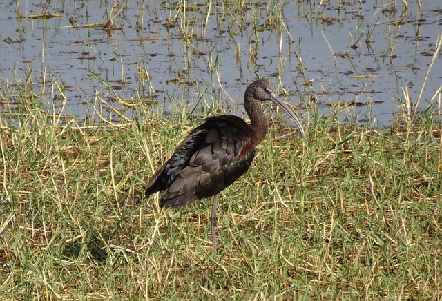 有光泽的店 跋涉 Plegadis Falcinellus - 上的免费照片