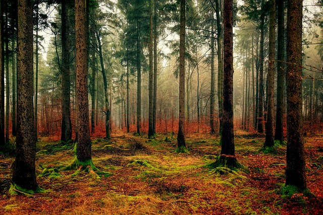 木头 树 自然 - 上的免费照片
