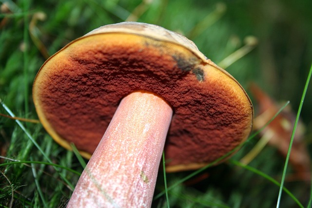片状茎巫婆牛肝菌 蘑菇 森林 - 上的免费照片