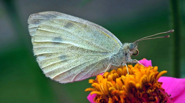 性质 昆虫 蝴蝶的一天 - 上的免费照片