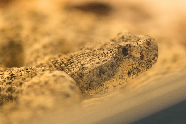 自然 沙 爬虫 - 上的免费照片