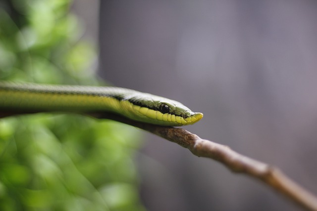 自然 蛇 野生动物 - 上的免费照片