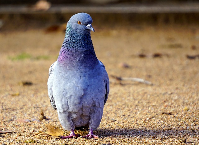 鸟类 自然 动物界 - 上的免费照片