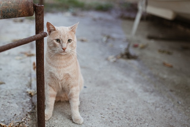 猫 动物 可爱 - 上的免费照片