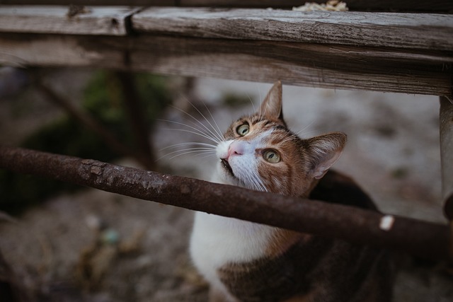 猫 动物 可爱 - 上的免费照片