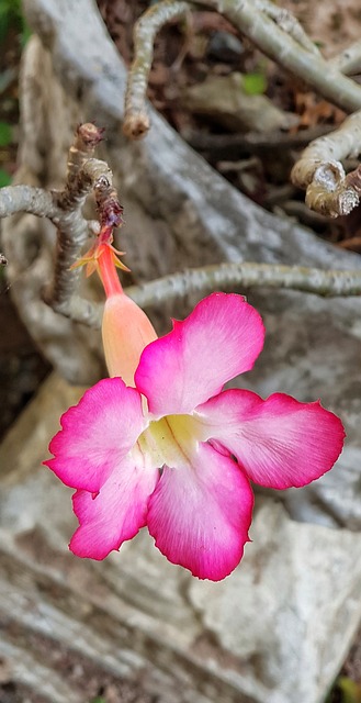 腺体 沙漠玫瑰 花 - 上的免费照片