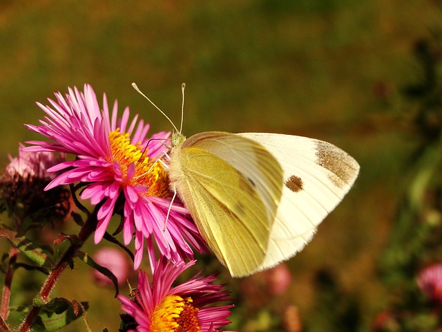 性质 蝴蝶的一天 昆虫 - 上的免费照片