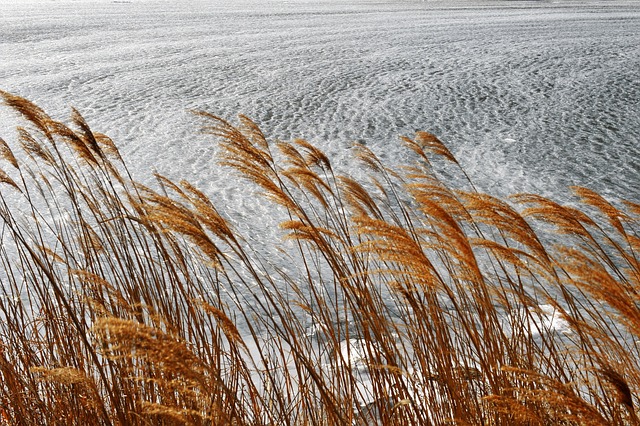 仙津河 冷冻波 银草 - 上的免费照片