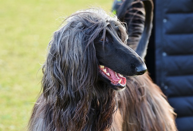 阿富汗 灵缇犬 阿富汗猎犬 - 上的免费照片