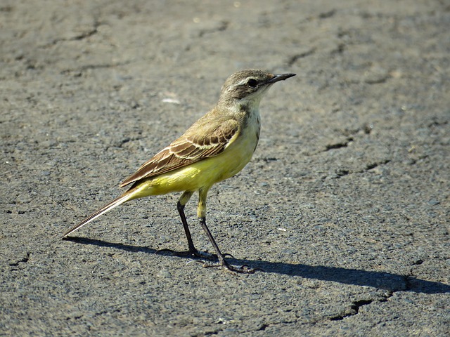 黄鹡鸰 黄色 鸟 - 上的免费照片