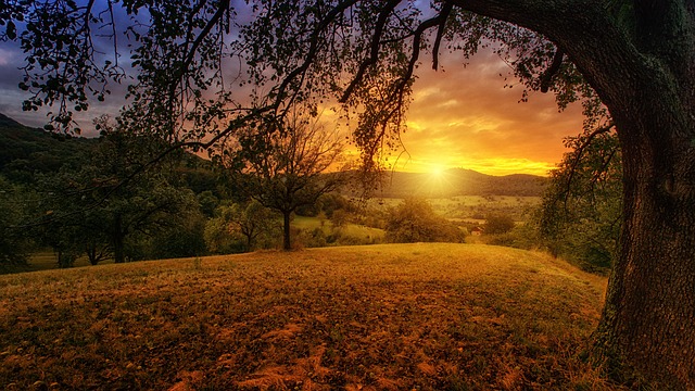 自然 树 黎明 - 上的免费照片