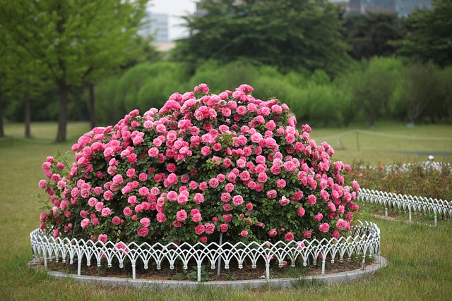 花 花园 植物 - 上的免费照片