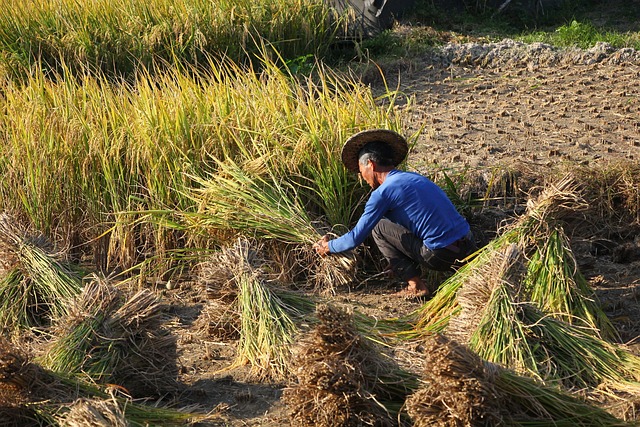 户外 大自然 食品 - 上的免费照片