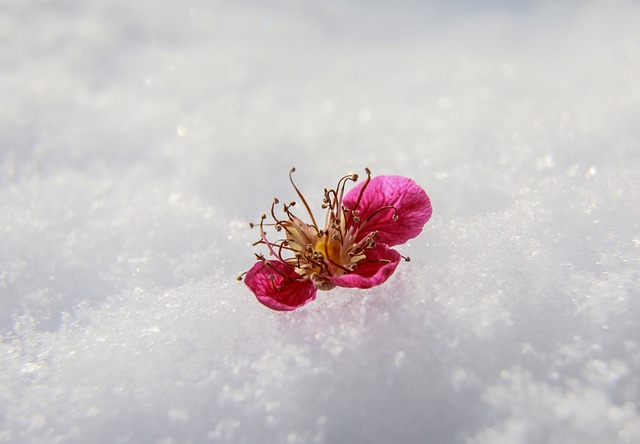 情人节 花在雪地里 冬季开花 - 上的免费照片