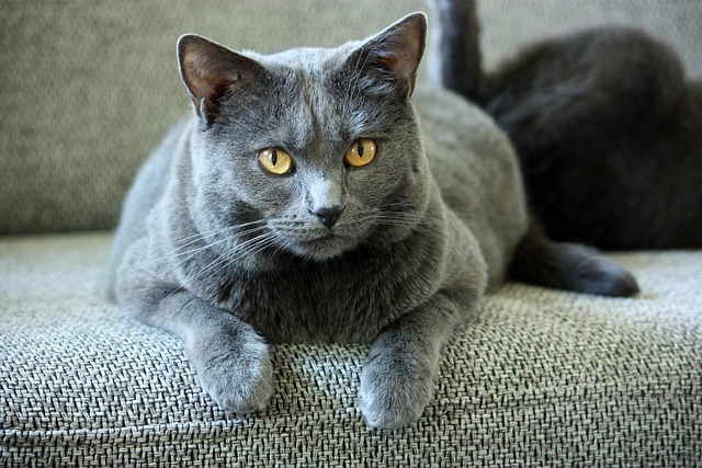 交易所Chartreux 猫 动物 - 上的免费照片