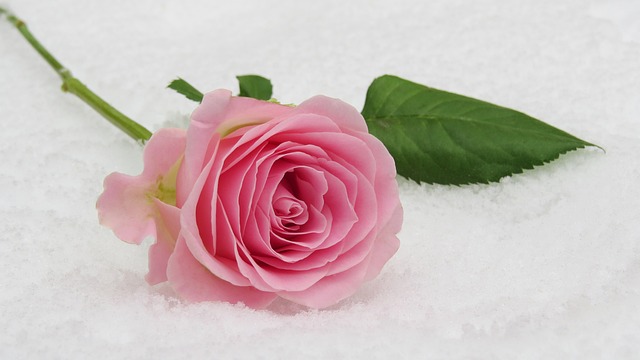 玫瑰 冬天的玫瑰 开花 - 上的免费照片