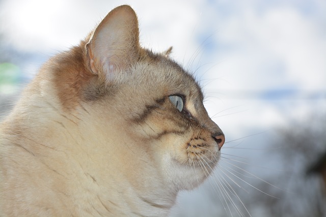 猫 猫头 配置文件的猫 - 上的免费照片