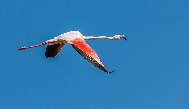 大火烈鸟航班 火烈鸟 粉色的 - 上的免费照片