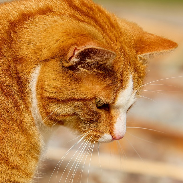 猫 鲭鱼 虎猫 - 上的免费照片