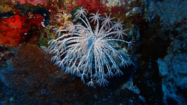 水下 珊瑚 海洋 - 上的免费照片