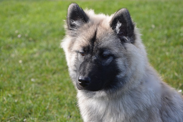 狗 婊子新 狗Eurasier - 上的免费照片