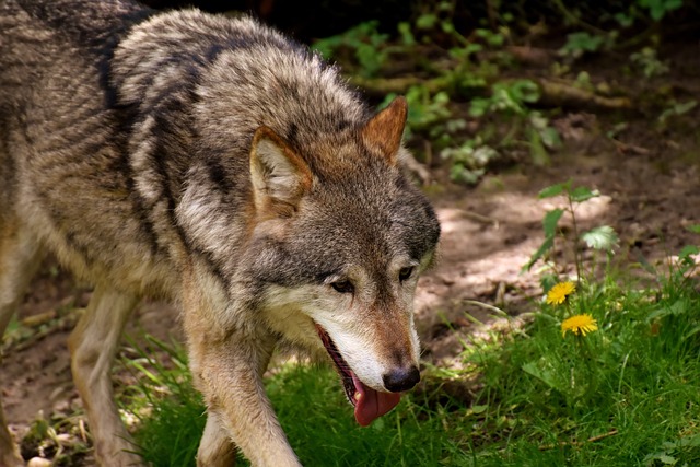 狼 野生动物 美丽的 - 上的免费照片