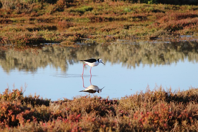 黑翅高跷 滨鸟 湿地 - 上的免费照片