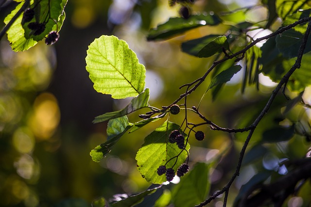 叶子 自然 植物 - 上的免费照片