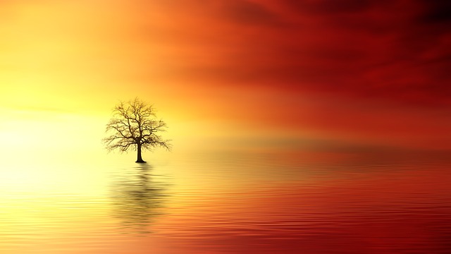 日落 树 黎明 - 上的免费照片