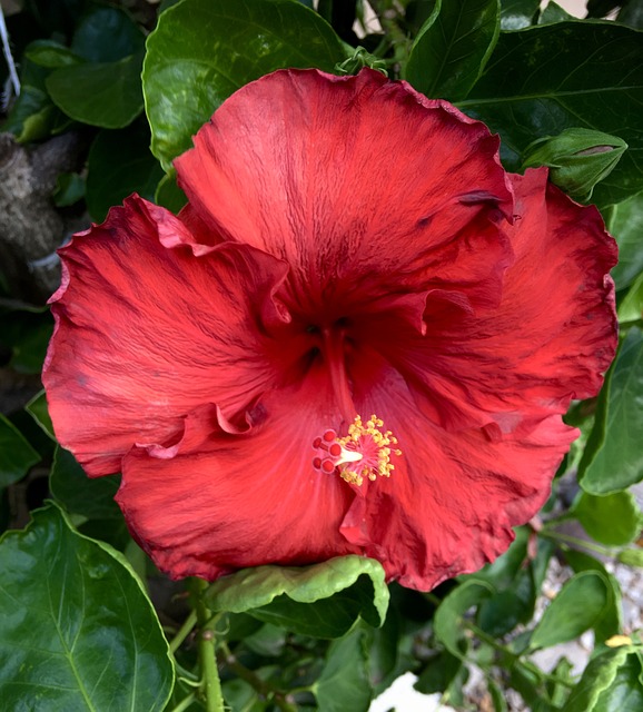 芙蓉花红 红色花瓣 Ibisco - 上的免费照片